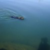犬の水泳